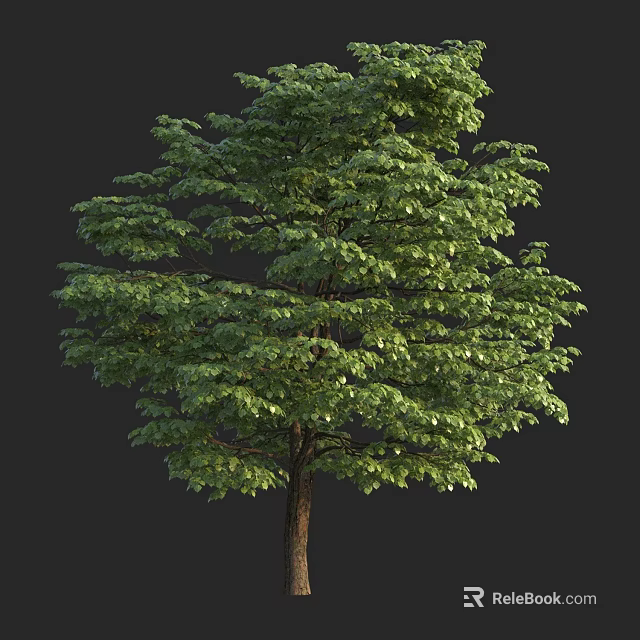Lush Green Arbor Tree With Dense Foliage And Strong Trunk Structure 3d model 