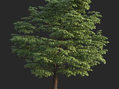 Lush Green Arbor Tree With Dense Foliage And Strong Trunk Structure 3d model