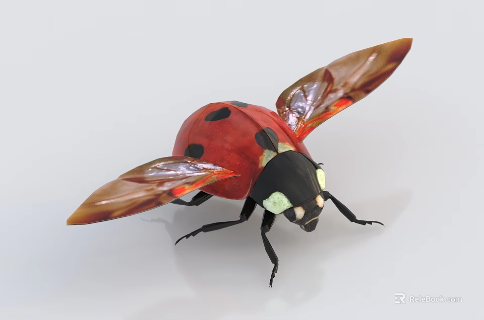 Red And Black Ladybug With Spread Transparent Wings Detailed Flying Insect Animal Closeup 3d model 