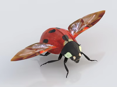 Red And Black Ladybug With Spread Transparent Wings Detailed Flying Insect Animal Closeup 3d model