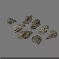 Assorted Animal Skull Specimens Arranged On Gray Background Displaying Various Skeletal Features 3d model