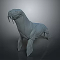 Detailed 3D Walrus Anatomical Model For Medical Education With Muscle Structure