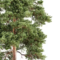 Two Tall Healthy Pine Trees With Lush Green Foliage And Strong Trunks