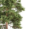 Modern Pine Tree Landscape Pine 3d model