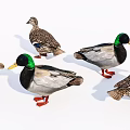 Colorful Reptiles With Green Heads Brown Bodies And Red Feet Group