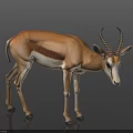 Detailed Brown And White Antelope Standing On Dark Background With Curved Horns