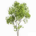Tall Arbor Trees With Lush Green Foliage And Slender Trunks And Person Silhouette
