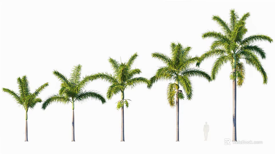 Tall Palm Trees With Green Fronds And Slender Trunks In A Row Of Different Heights 3d model 