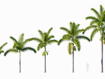 Tall Palm Trees With Green Fronds And Slender Trunks In A Row Of Different Heights 3d model
