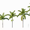 Tall Palm Trees With Green Fronds And Slender Trunks In A Row Of Different Heights