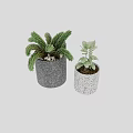 Decorative Potted Plants with Lush Feathery and Oval Leaves in Gray and White Speckled Pots