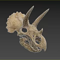 Triceratops Skull Fossil With Prominent Horns And Detailed Skeletal Structure On Neutral Background
