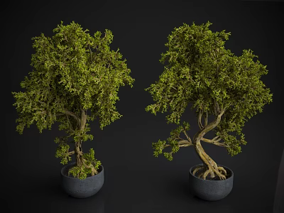 Two Decorative Bonsai Trees In Gray Pots On Dark Background Elegant 3d model