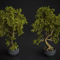 Two Decorative Bonsai Trees In Gray Pots On Dark Background Elegant