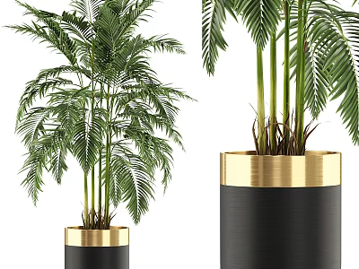 Stylish Decorative Plant Arrangement With Green Palm Plants In Black Pots And Gold Rim 3d model