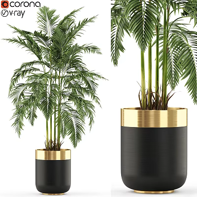 Stylish Decorative Plant Arrangement With Green Palm Plants In Black Pots And Gold Rim 3d model