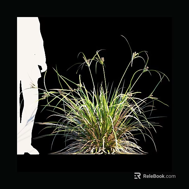 Green Grass with Long Slender Leaves and Branches Near White Silhouette Against Black Background 3d model 