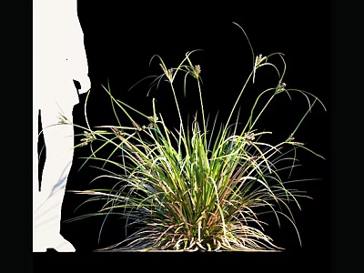 Green Grass with Long Slender Leaves and Branches Near White Silhouette Against Black Background 3d model