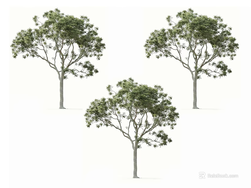 Three Arbor Trees With Lush Green Foliage And Tall Straight Trunks In Outdoor Scene 3d model 