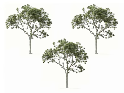 Three Arbor Trees With Lush Green Foliage And Tall Straight Trunks In Outdoor Scene 3d model