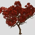 Vibrant Red Leaf Tree With Brown Trunk Against Gray Background 3d model