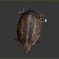 Small Brown Turtle With White Tag On Its Shell In Studio Lighting 3d model