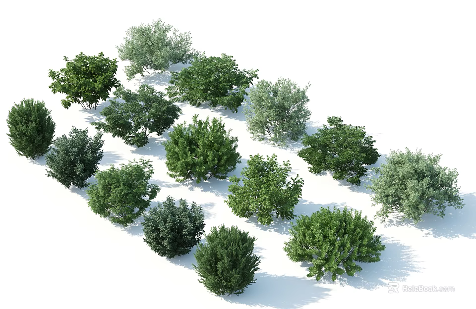 Various Green Ornamental Shrubs with Different Leaf Shapes for Landscaping and Garden Design 3d model 
