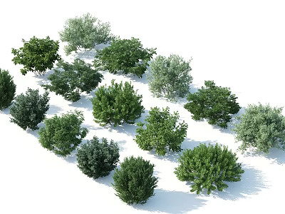 Various Green Ornamental Shrubs with Different Leaf Shapes for Landscaping and Garden Design 3d model