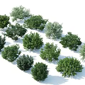 Various Green Ornamental Shrubs with Different Leaf Shapes for Landscaping and Garden Design