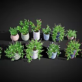 Colorful Potted Plants with Green Foliage for Home Decor Hanging and Tabletop