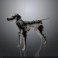 Dalmatian Dog With Black And White Spots Standing On Reflective Dark Surface