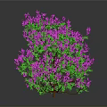 Lush Plant with Purple Flowers and Green Leaves Against Dark Background