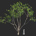 Tall Tree With Lush Green Leaves Standing Beside White Garden Statue