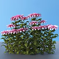 Vibrant Purple And Pink Flowers With Green Leaves In Round Cluster Against Gray Background