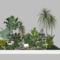 Small Garden Landscape with Diverse Green Plants Palm Trees Ferns and Stone Decorations