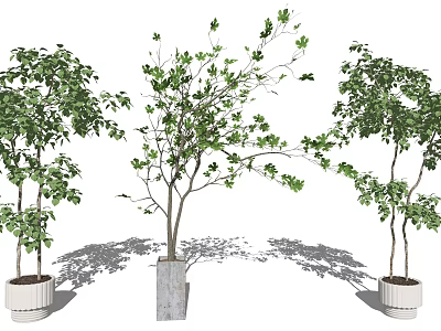 Potted Bonsai Plants With Various Shapes Green Foliage And Decorative Pots 3d model