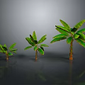 Three Banana Trees of Different Sizes With Gray Background And Ground Reflection