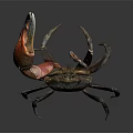Spotted Crab With Large Red Claw And Black Body Standing On Dark Surface