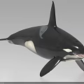 Lifelike Orca Whale Model With Black And White Coloration And Detailed Swimming Features