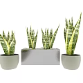 Decorative Ornament Set with Snake Plants in Silver Rectangular Planter and White Round Pots