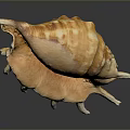 Orange Yellow Conch Shell From Aquatic Animal With Spiky Edges On Dark Background With Reflection
