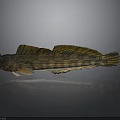 Striped Yellowish Brown Fish With Large Fins On Gray Background And Reflection