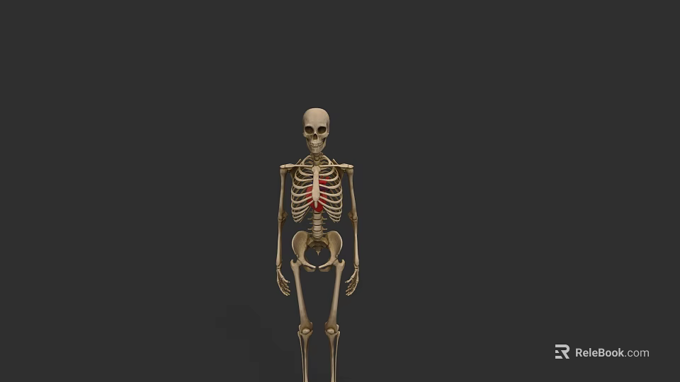 Human Skeleton Model Showing Detailed Highlighted Anatomical Chest Organs Structure 3d model 