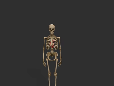 Human Skeleton Model Showing Detailed Highlighted Anatomical Chest Organs Structure 3d model