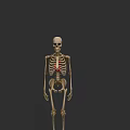 Human Skeleton Model Showing Detailed Highlighted Anatomical Chest Organs Structure