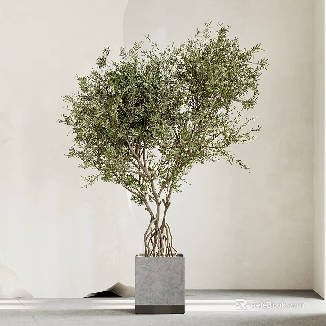 Olive Bonsai Plant With Lush Green Leaves Exposed Roots And Square Concrete Pot 3d model 