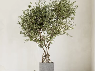Olive Bonsai Plant With Lush Green Leaves Exposed Roots And Square Concrete Pot 3d model