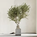 Olive Bonsai Plant With Lush Green Leaves Exposed Roots And Square Concrete Pot