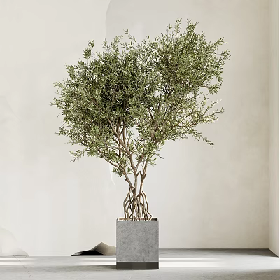 Olive Bonsai Plant With Lush Green Leaves Exposed Roots And Square Concrete Pot 3d model