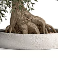 Olive Tree Bonsai Potted Plant With Lush Green Leaves And Exposed Roots In White Pot